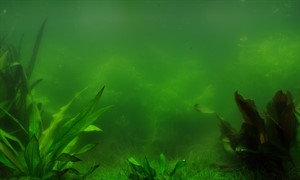 Plankton Algae