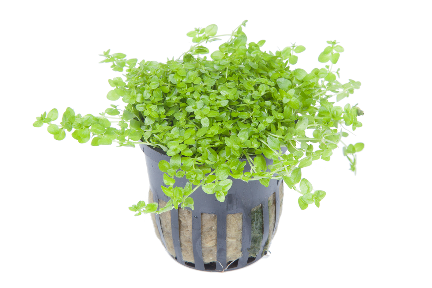 The right aquarium plants Tropica Aquarium Plants