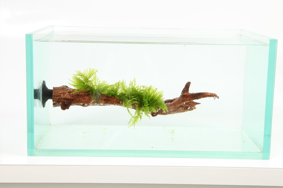 Les plantes aux bienfaits sur votre aquarium - Planktovie
