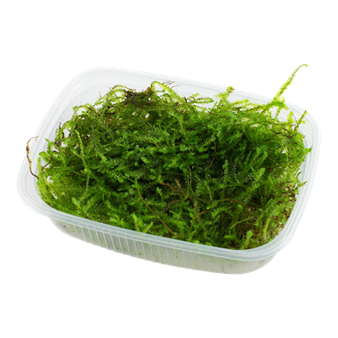 Taxiphyllum barbieri Java Moss Tissue Culture Aquarium Plants Factory®