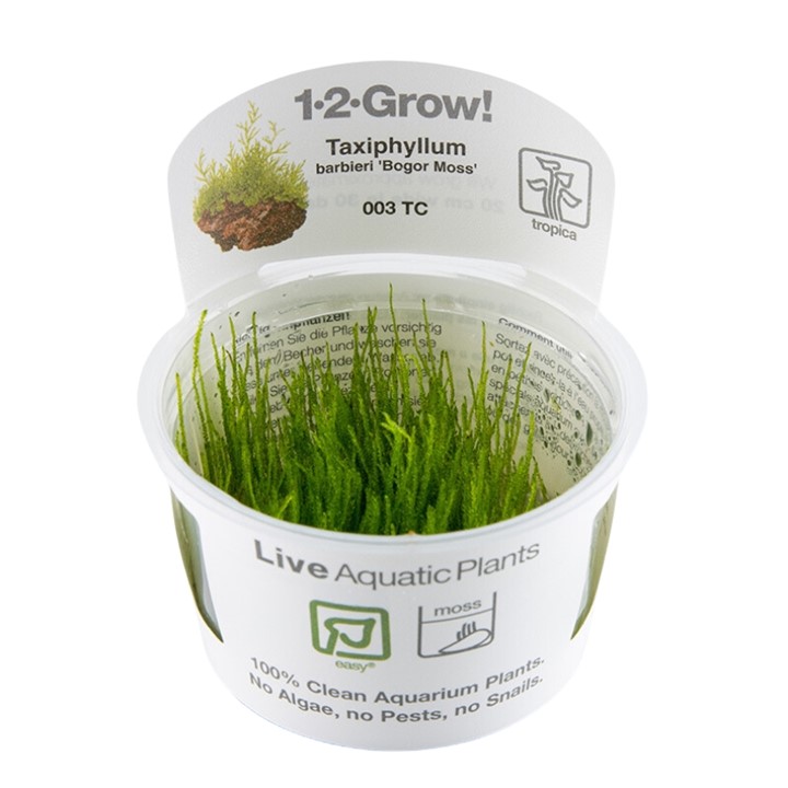 Growing Green - Live Mosses for Aquariums