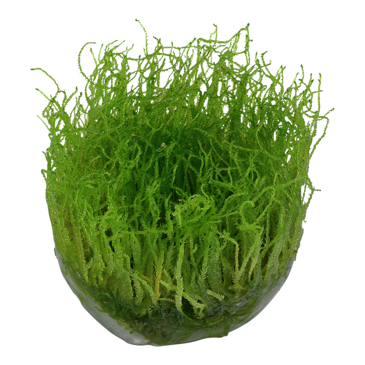 Taxiphyllum Barbieri Java Moss (Tropica Tissue Culture) - GLA Plants