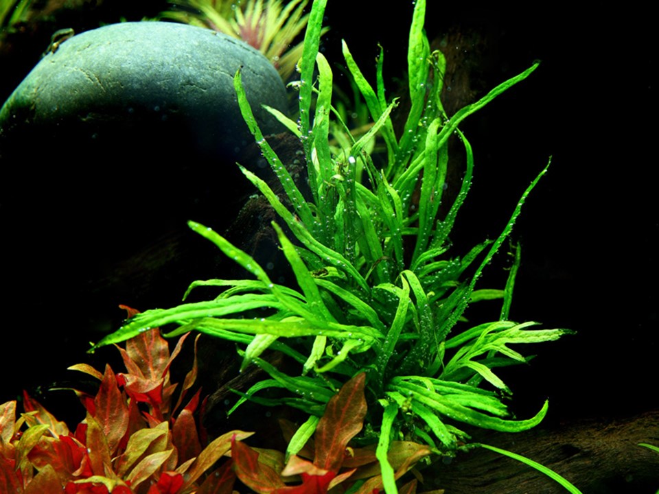 aquascaping #galets #ferns #fougeres #Microsorum pteropus sp Trident