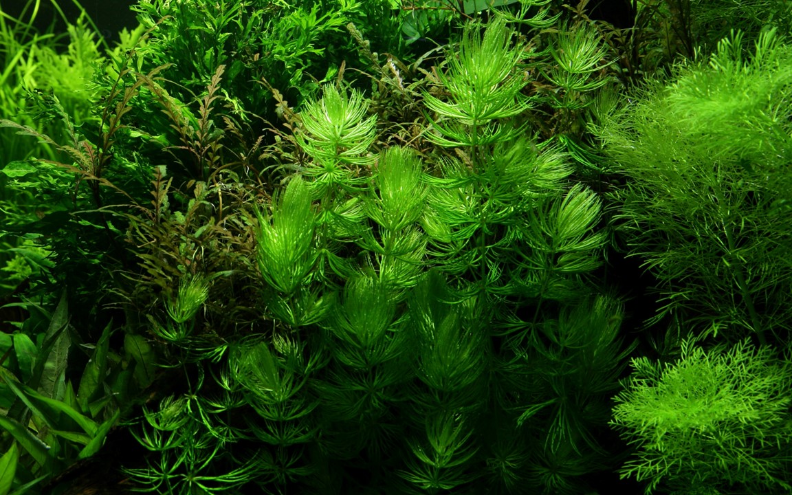 Plante Plantes d'aquarium flottantes : Ceratophyllum Demersum