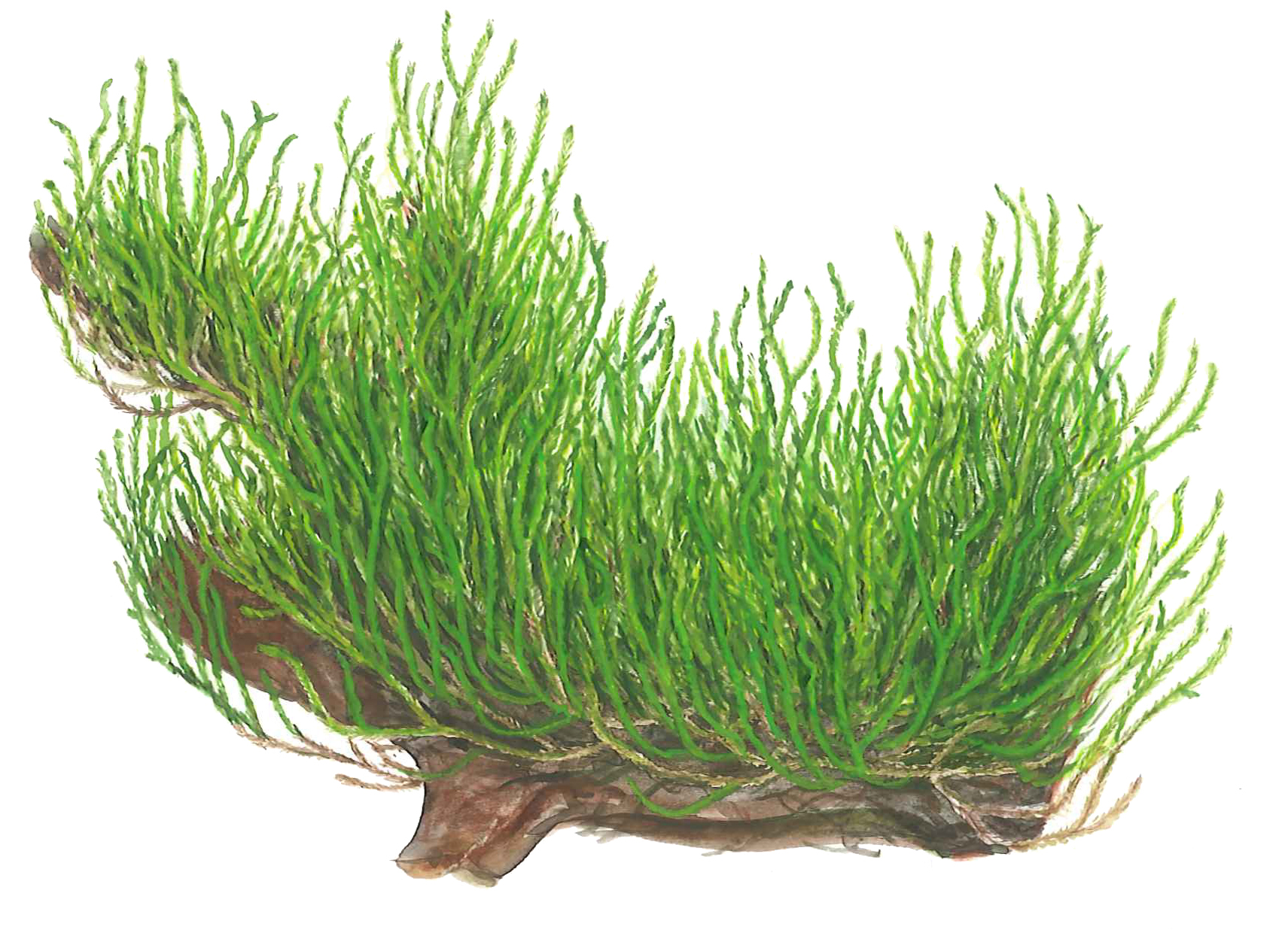 Flame Moss