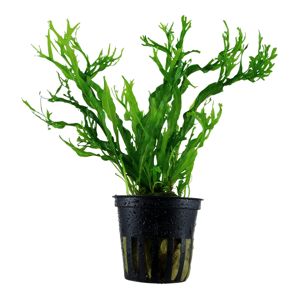 Microsorium Windelov