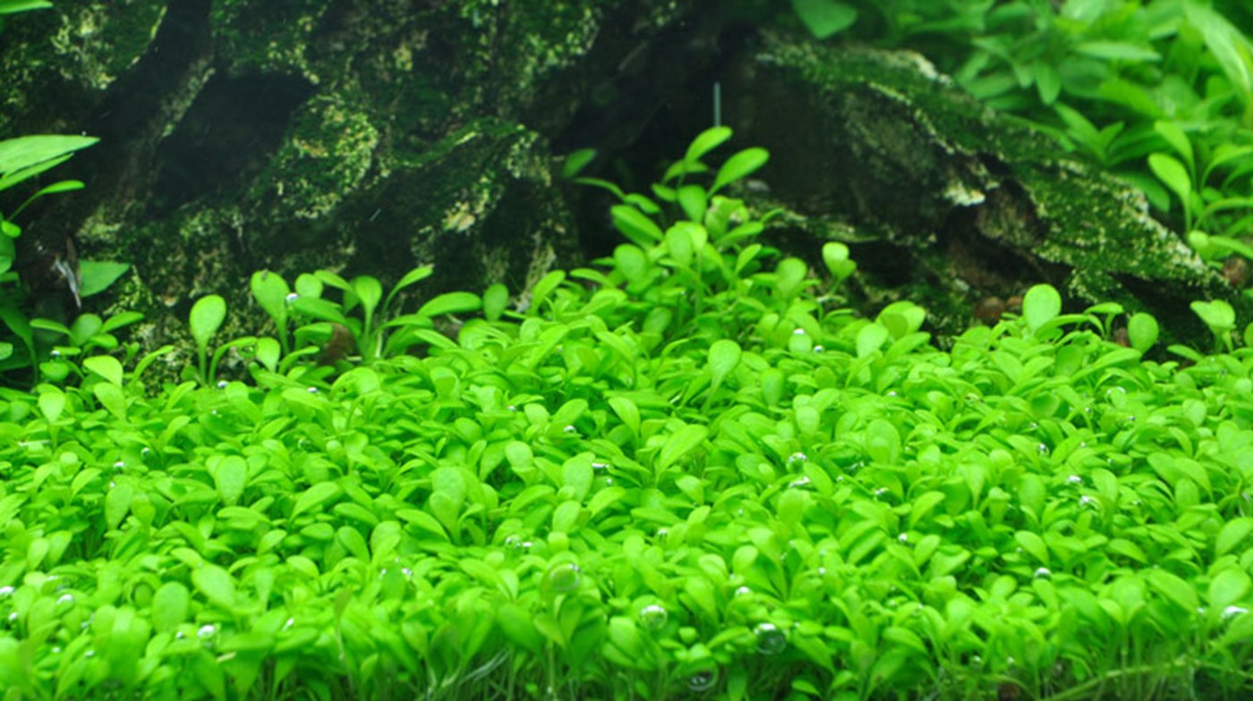 Glossostigma elatinoides - Tropica Aquarium Plants