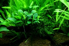 Small Anubias leaves nestled among the moss.