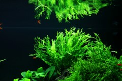Ferns and moss add texture to the raised hardscape.