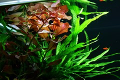 Red Ludwigia contrasts with the green ferns.