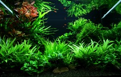 An angled view across the planted aquarium.