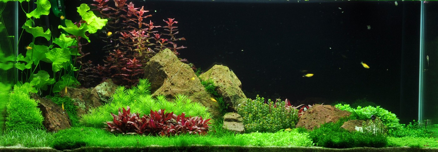 Glossostigma elatinoides - Tropica Aquarium Plants