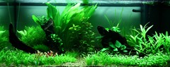 A fuller view of the aquarium planting.