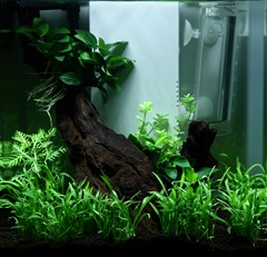 The diagonal wood remains visible between the plant groups.