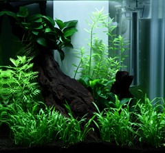 An alternative view of the stems behind the wood.