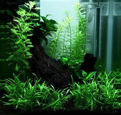 A closer view of the foreground and taller planting.