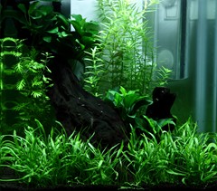 The complete miniature aquarium.