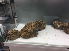 Hardscape: positioning the first rock group.