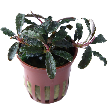 Bucephalandra diabolica 'Kedagang' - Tropica Aquarium Plants Bucephalandra diabolica 'Kedagang' - Tropica Aquarium Plants