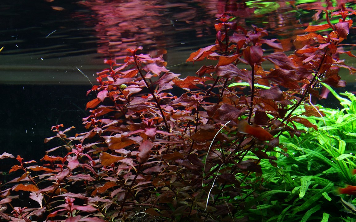 Smadre Støvet ar Ludwigia palustris 'Super Red' - Tropica Aquarium Plants