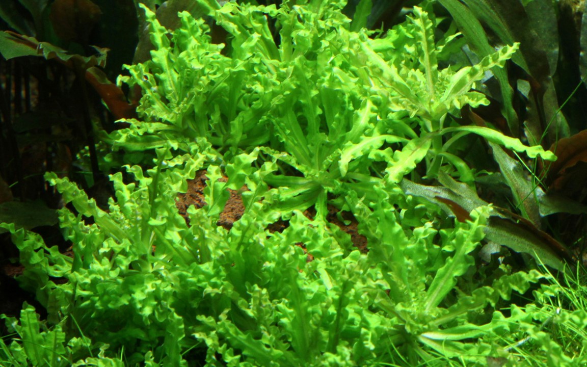 Pogostemon helferi   Tropica Aquarium Plants