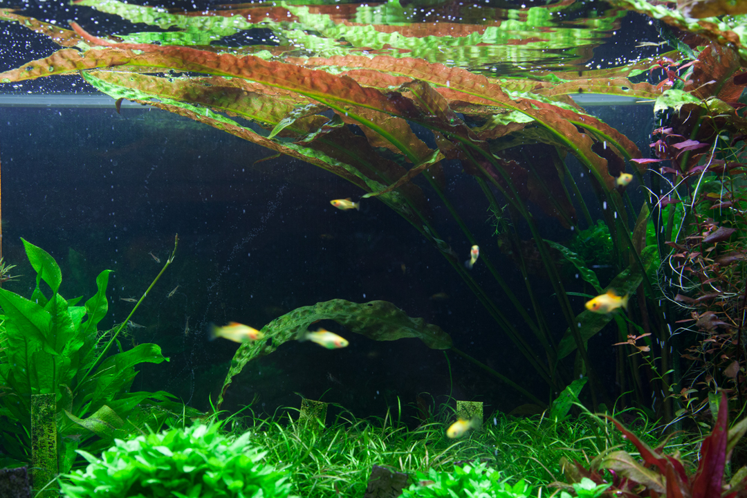 Cryptocoryne usteriana - Tropica Aquarium Plants Cryptocoryne usteriana - Tropica Aquarium Plants