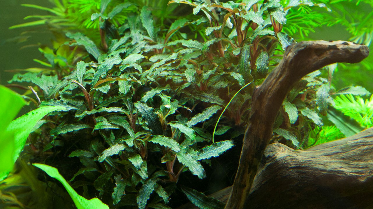 Bucephalandra sp. 'Red' - Tropica Aquarium Plants