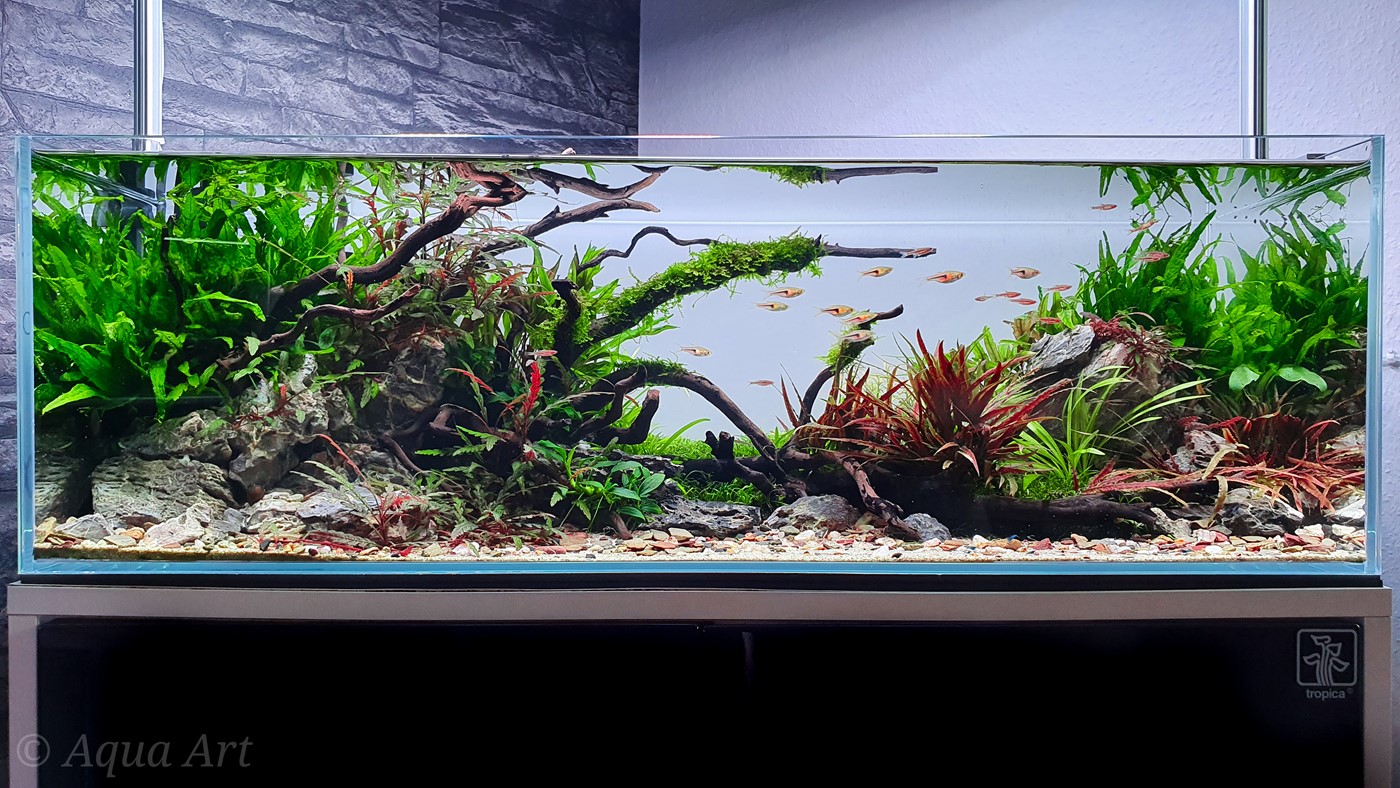Layout 120 - Green River - David - Aquarium Plants