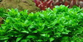 Staurogyne repens - Tropica Aquarium Plants