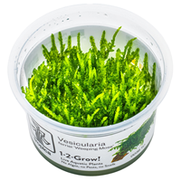 AquaOne Aquarium Plant In Vitro Limnobium Laevigatum Waterplant 1-2 Grow. Aquariumplant Beker Laboratorium Aquariumplanten Decoratie Aquascaping AquaOne Aquarium Plant In Vitro Limnobium Laevigatum Waterplant 1-2 Grow. Aquariumplant Beker Laboratorium Aquariumplanten Decoratie Aquascaping