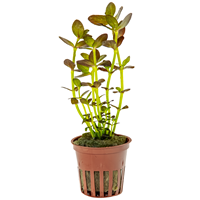 Bacopa salzmannii 'Purple'