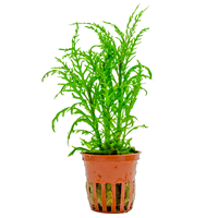 Hygrophila odora ’Difformis’