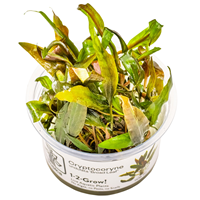 The Right Aquarium Plants 1 2 Grow Tropica Aquarium Plants The Right Aquarium Plants 1 2 Grow Tropica Aquarium Plants