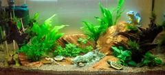 An alternative view of the plants and aquarium ornaments.