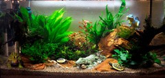 The complete planted family aquarium.
