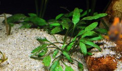 Cryptocoryne planted close to the sand.
