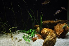 Vallisneria adds height beside the rocks.