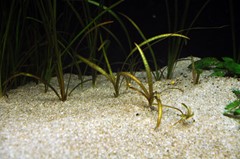 Space between the Vallisneria plants leaves the sandy foreground open.