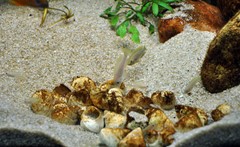 Shells provide detail and shelter at the base of the layout.
