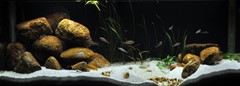The complete aquarium with rocks, sand and a restrained planting palette.