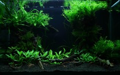 An alternative view of the planted river clearing.