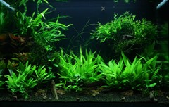 The complete jungle river layout.