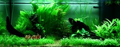 The complete planted display.