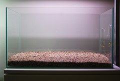 Before planting: the sandy base is in place.