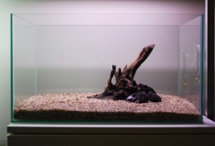 A small rock anchors the base of the wood.