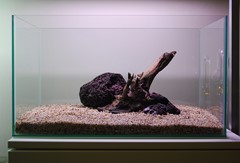 Lava rock adds mass beside the branch.