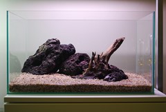 More rock extends the hardscape across the aquarium.
