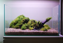 Moss attached to the rocks and wood before filling.