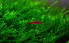 A close-up of the moss texture.