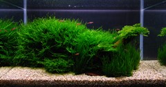 The established moss landscape.